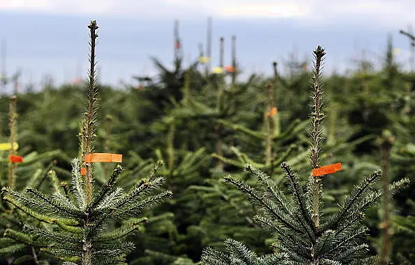 Christmas Trees Are Prepared For Customers