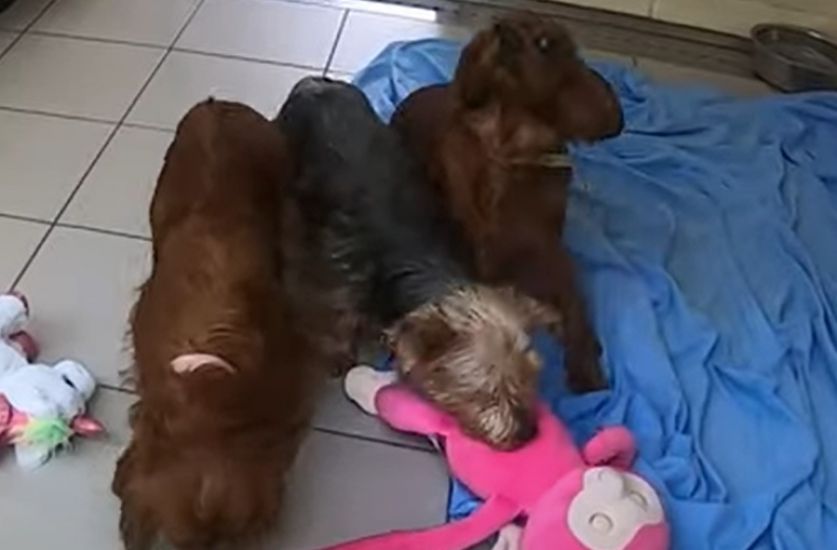 Dogs Trust Shares Video Of Puppy Farm Dogs Receiving Toys For First Time