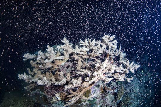 Explosion Of Colour Witnessed At Australia’s Great Barrier Reef