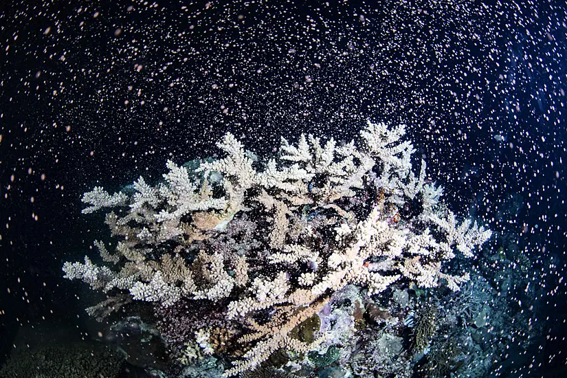 Explosion Of Colour Witnessed At Australia’s Great Barrier Reef