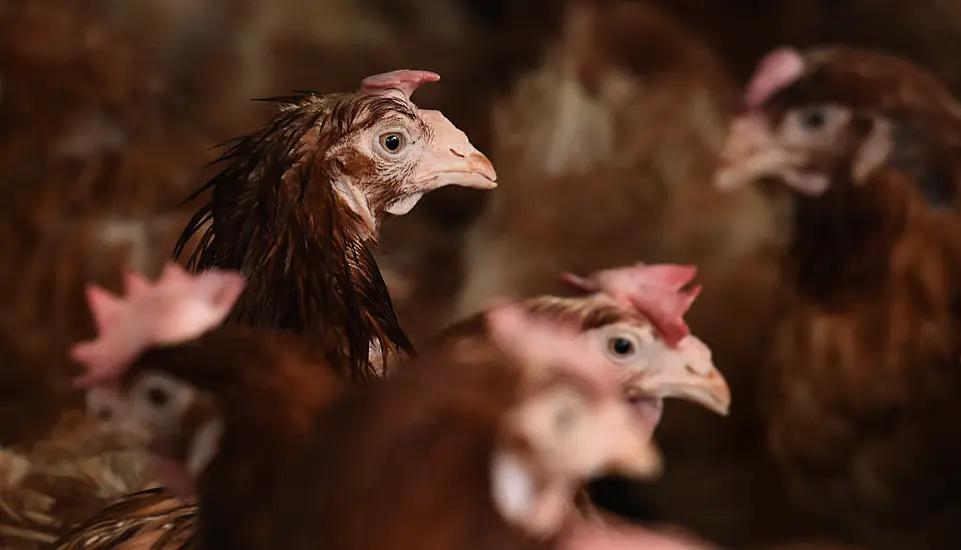 Second Outbreak Of Avian Flu In Co Monaghan Poultry Flock