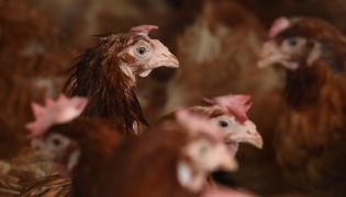 Salmonella Outbreak Confirmed At Eight Poultry Farms In Ireland