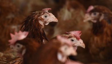 Second Outbreak Of Avian Flu In Co Monaghan Poultry Flock
