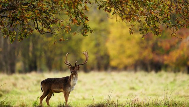 Dubliners To Be Paid With 'Civic Dollars' For A Walk In The Park