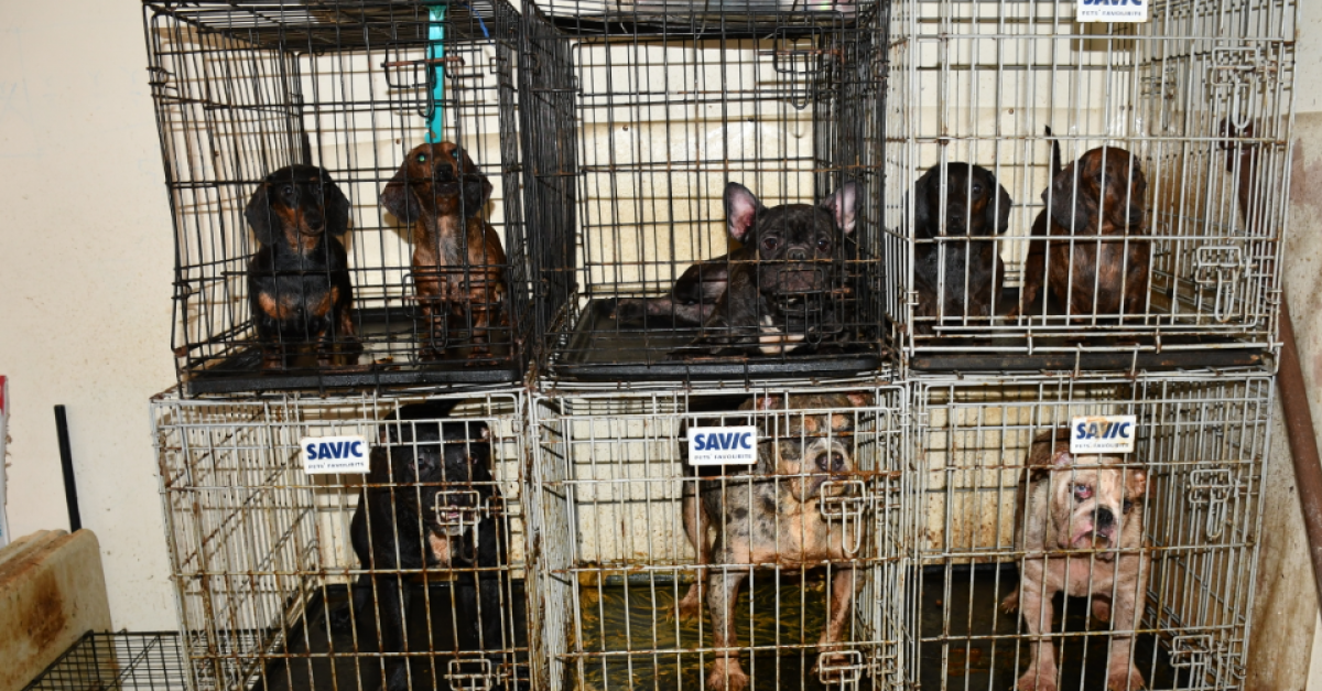 Garda and the DSPCA seize 38 dogs in Dublin