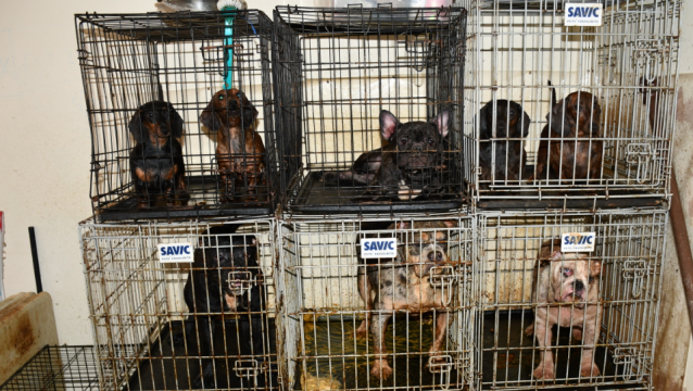 Gardaí And The Dspca Seize 38 Dogs In Dublin