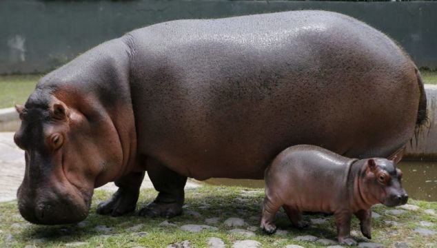 Two Hippos In Belgian Zoo Test Positive For Covid