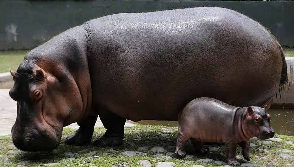 Two Hippos In Belgian Zoo Test Positive For Covid