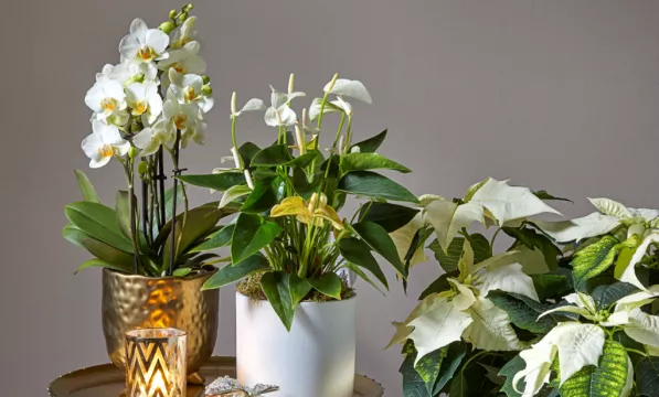 Ten Festive Houseplants To Suit Your Home Style And Personality