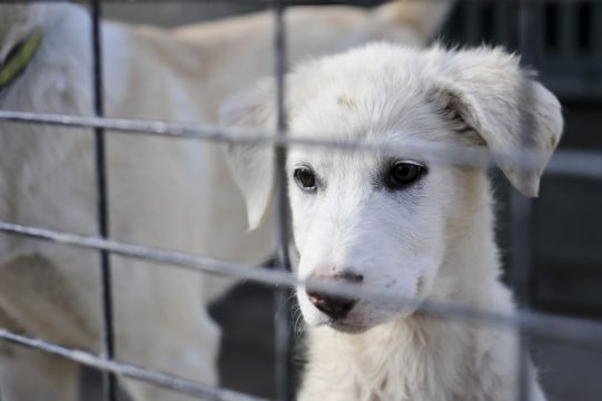 Uk Minister Insists Animals Were Not Prioritised Over People In Afghanistan Evacuation