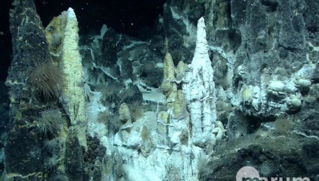 Almost Two-Thirds Of Species At Deep-Sea Hydrothermal Vents ‘At Risk Of Extinction’