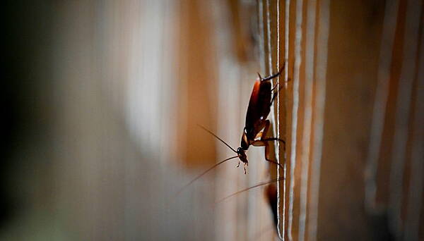 Waterford News and Star — Live cockroaches and overflowing sewage found in Dublin food businesses - Vimarsana News