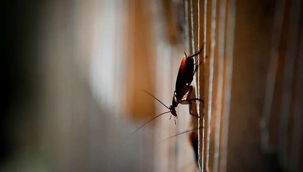 Live Cockroaches And Overflowing Sewage Found In Dublin Food Businesses