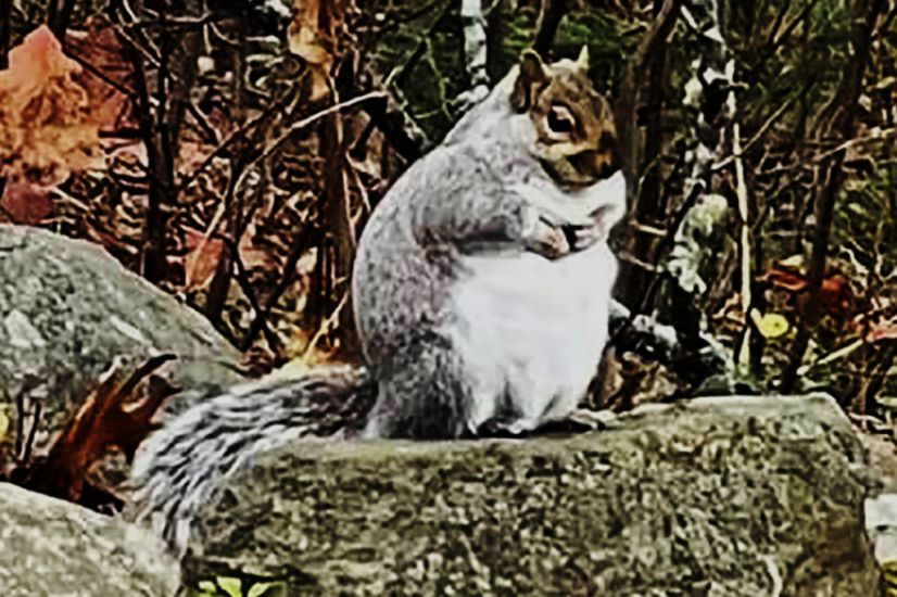 Nut Case: Squirrel Packs On Extra Pounds During Pandemic