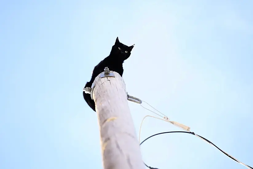 Panther The Cat Rescued After Days On A Telegraph Pole