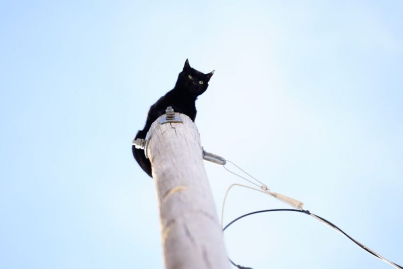 Panther The Cat Rescued After Days On A Telegraph Pole