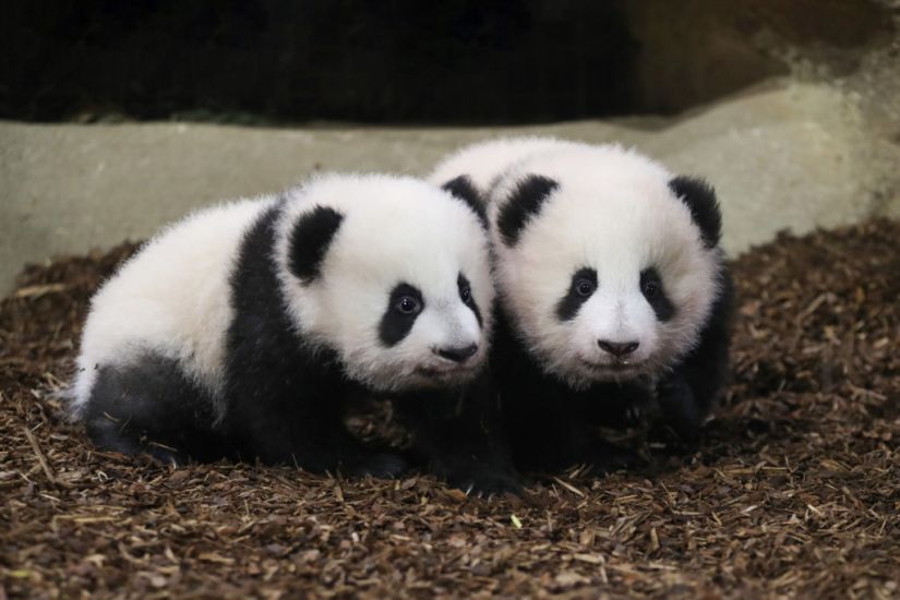 Twin Giant Panda Cubs Take First Steps In Public At French Zoo