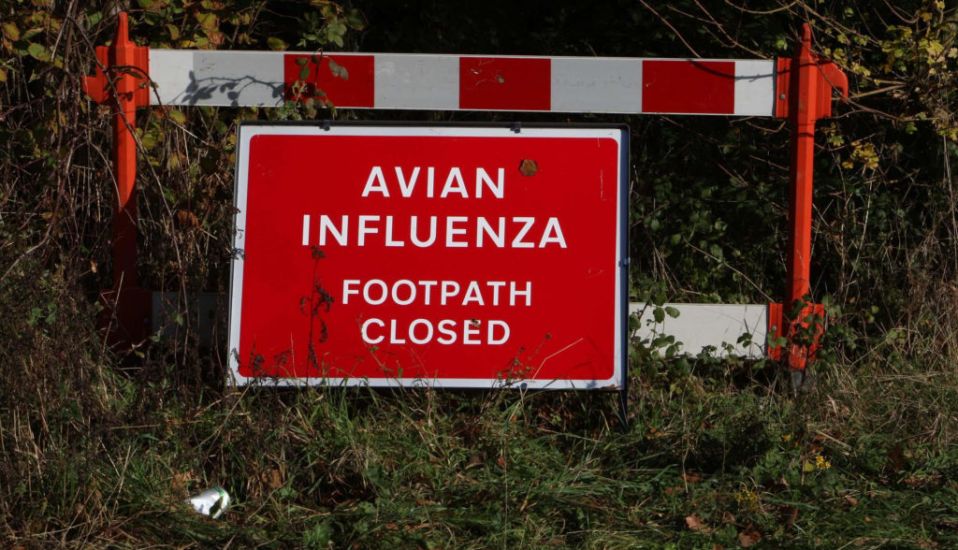 Northern Ireland Experiencing ‘Largest Ever’ Avian Flu Outbreak