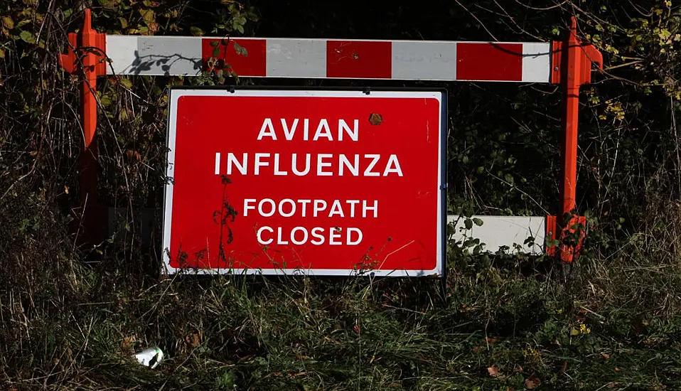 Northern Ireland Experiencing ‘Largest Ever’ Avian Flu Outbreak