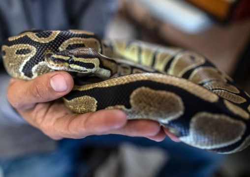 15 Snakes Stolen By Burglar Who Made Off Through Cemetery