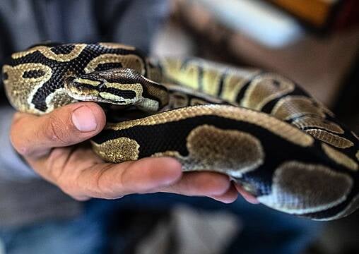 15 Snakes Stolen By Burglar Who Made Off Through Cemetery