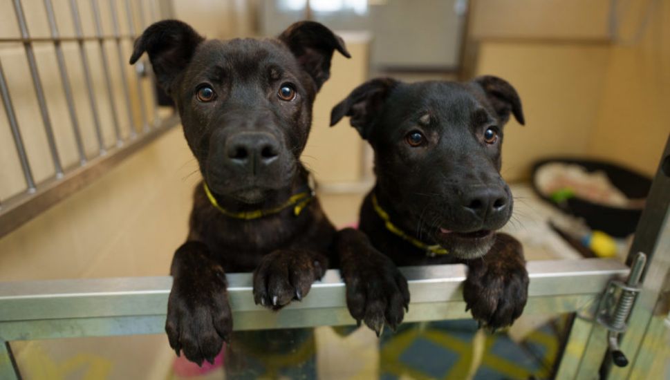 Dogs Trust Records 82% Increase In People Wanting To Give Up Their Dogs