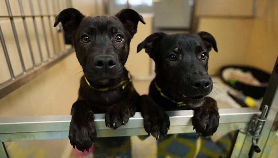 Dogs Trust Records 82% Increase In People Wanting To Give Up Their Dogs