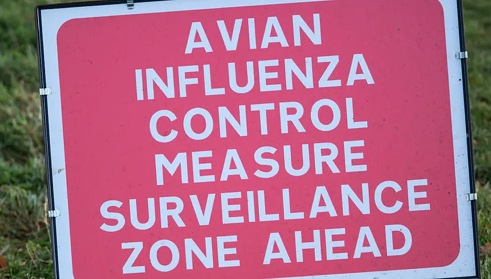 Poultry Flock Owners ‘Must Act Now’ To Stop Spread Of Largest Ever Avian Flu Outbreak