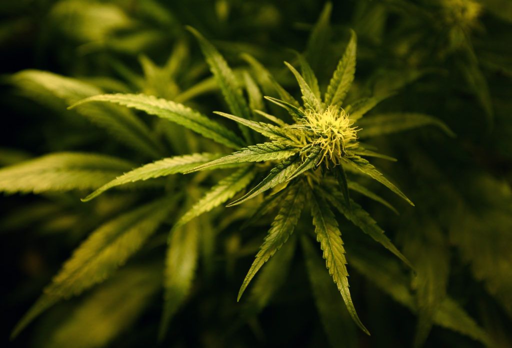 Man caught with cannabis worth €780,000 is jailed