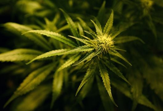 Couple Caught Growing Cannabis Plants In Home Shared With Their Baby