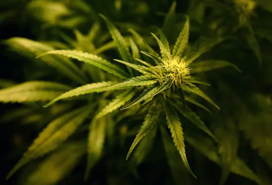 Man Caught With Cannabis Worth €780,000 Is Jailed