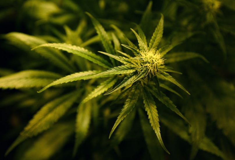 Man Jailed For Possession Of Cannabis Plants Valued At €99,600