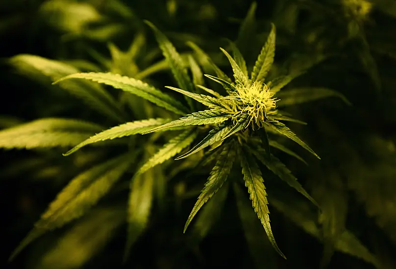 Man Jailed For Possession Of Cannabis Plants Valued At €99,600