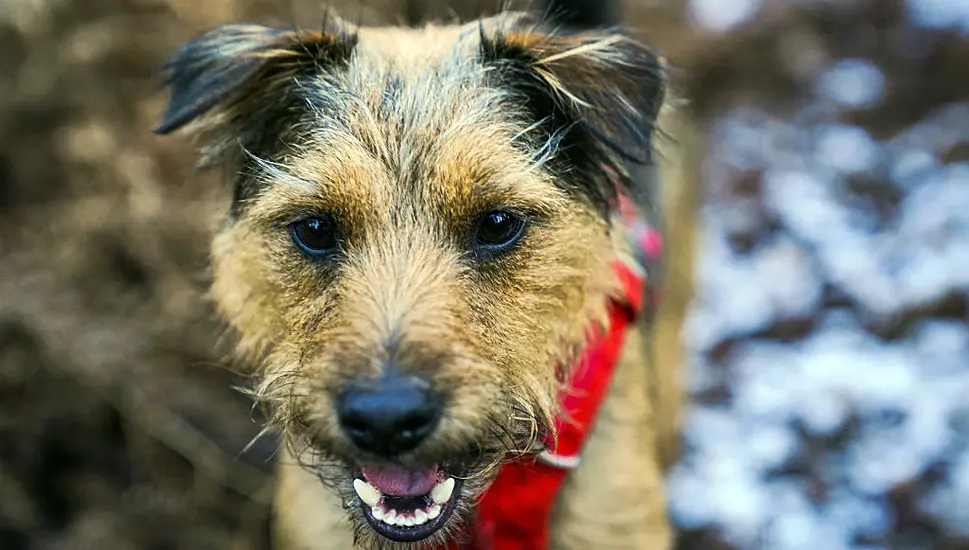 Urgent Appeal For Dog Blood Donors As Stocks Run Low