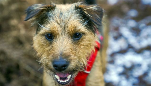 Urgent Appeal For Dog Blood Donors As Stocks Run Low