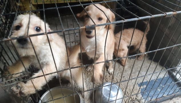 More Than 20 Illegal Puppy Farms Uncovered By Ispca This Year