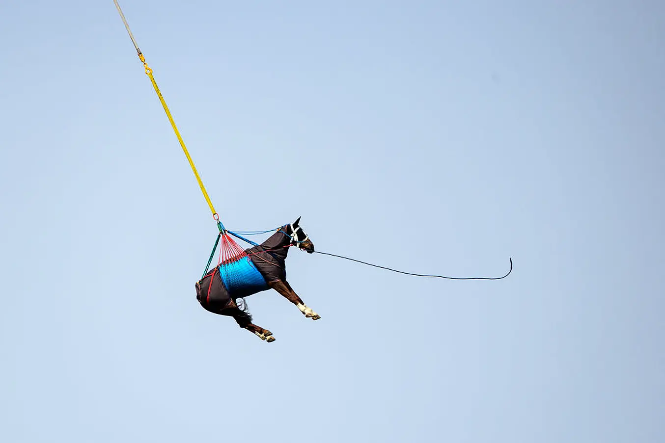 A Horse Is Airlifted During A Test By Swiss Army Forces On Hoisting Horses With A Helicopter. Photo: Fabrice Coffrini/Afp Via Getty Images
