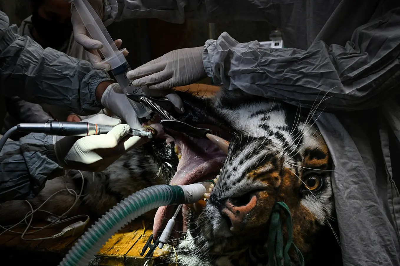 Baikal, A 14-Year-Old Siberian Tiger, Undergoes A Dental Surgery To Cure An Infection, At The Mulhouse Zoological And Botanical Park In France. Photo: Seabstien Bozon/ Afp Via Getty Images