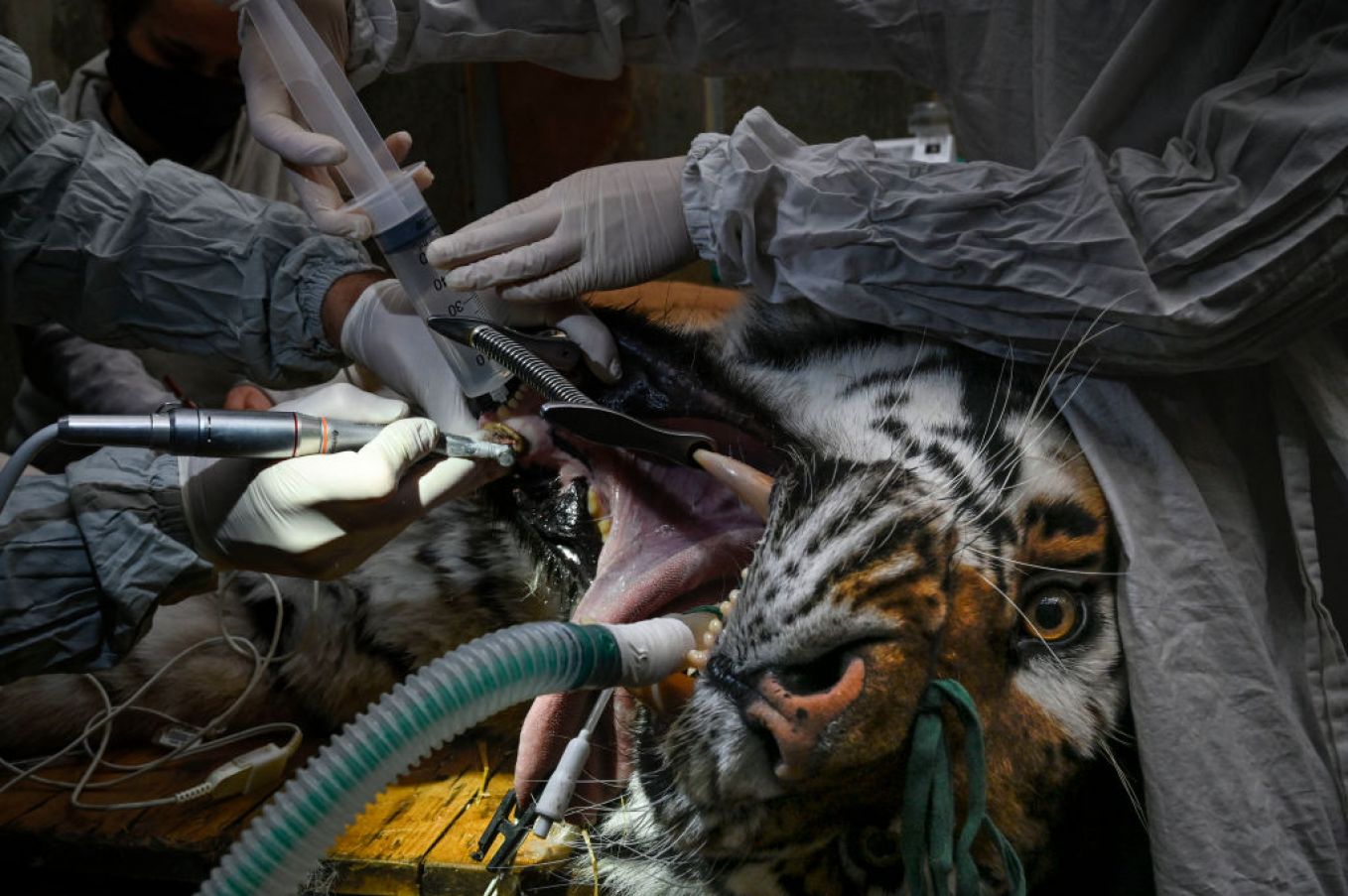 Baikal, A 14-Year-Old Siberian Tiger, Undergoes A Dental Surgery To Cure An Infection, At The Mulhouse Zoological And Botanical Park In France. Photo: Seabstien Bozon/ Afp Via Getty Images
