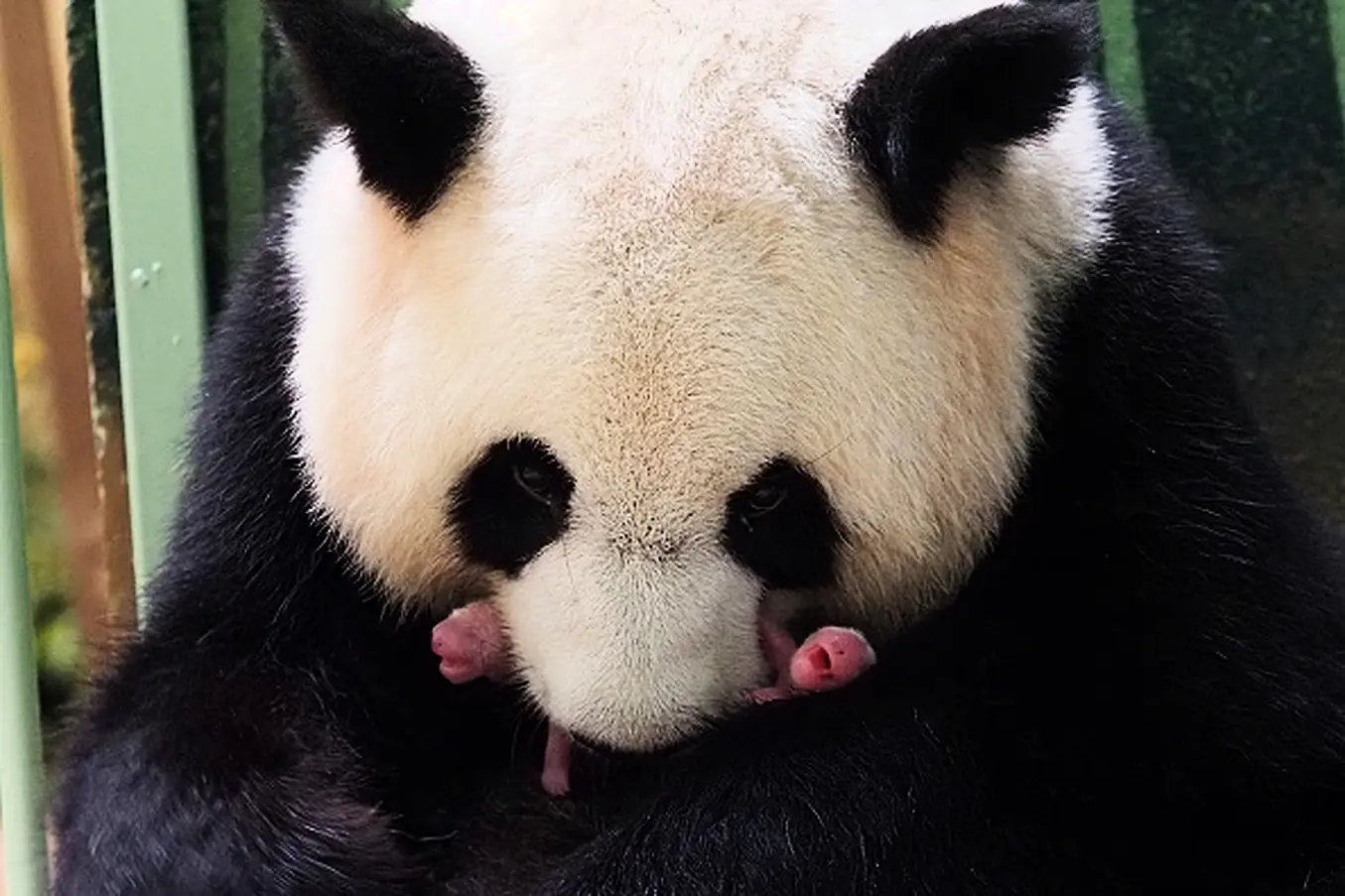The Giant Panda Huan Huan And Her Twin Cubs At Beauval Zoo In France. Photo: Guillaume Souvant/Afp Via Getty Images