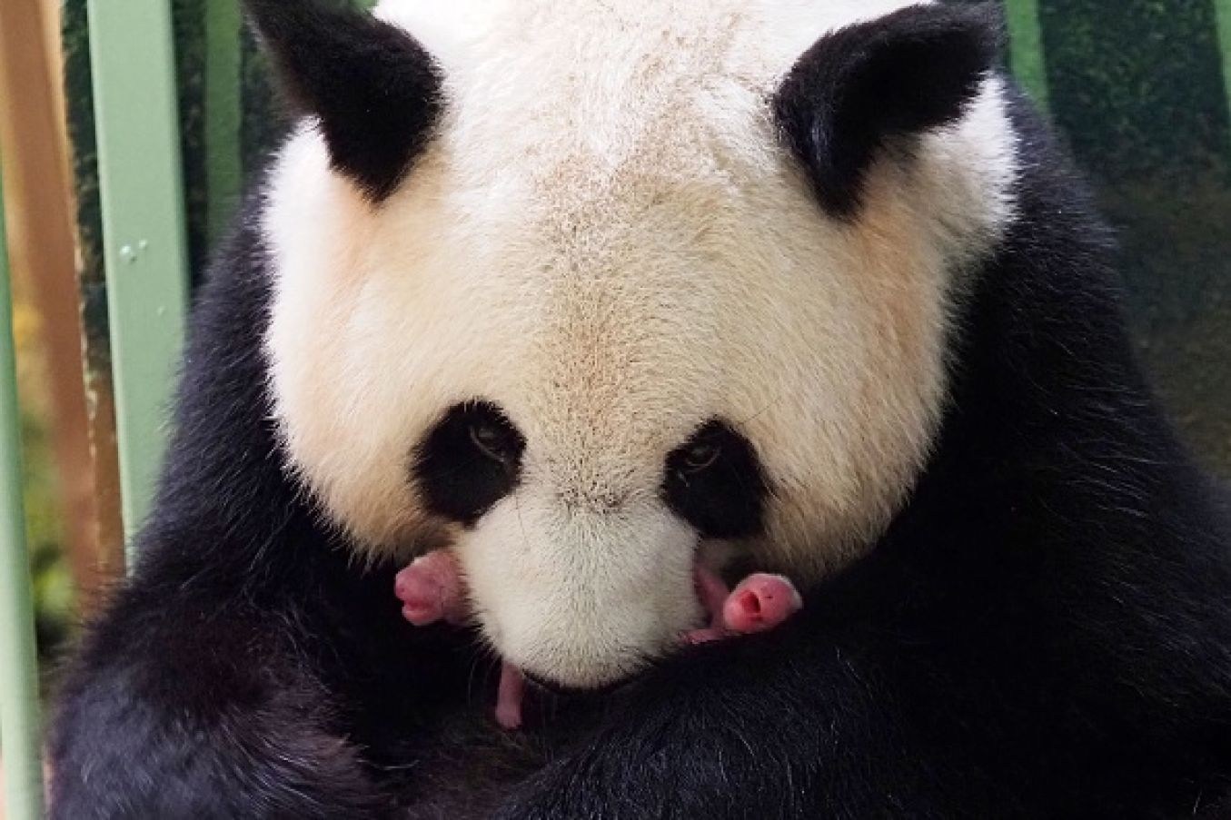 The Giant Panda Huan Huan And Her Twin Cubs At Beauval Zoo In France. Photo: Guillaume Souvant/Afp Via Getty Images