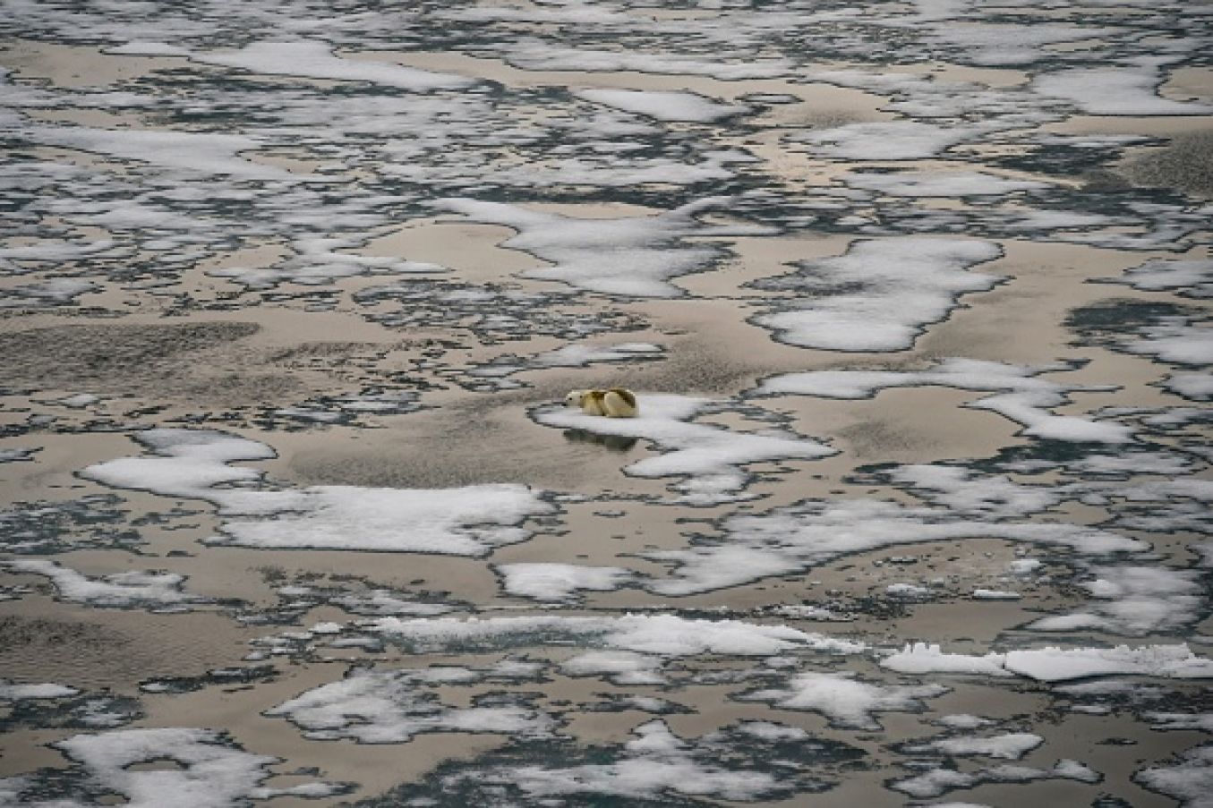 A Polar Bear Is Seen On Ice Floes In The British Channel In The Franz Josef Land Archipelago In August. Photo By Ekaterina Anisomova /Afp Via Getty Images