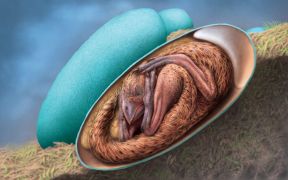 ‘Exquisitely’ Preserved Embryo Found Inside Fossilised Dinosaur Egg