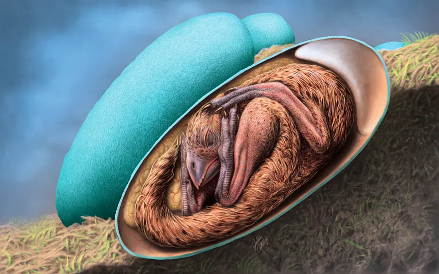 ‘Exquisitely’ Preserved Embryo Found Inside Fossilised Dinosaur Egg