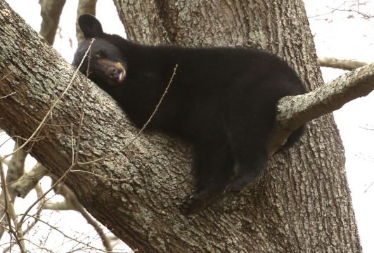 Mother Bear And Three Cubs Spotted Napping In Tree