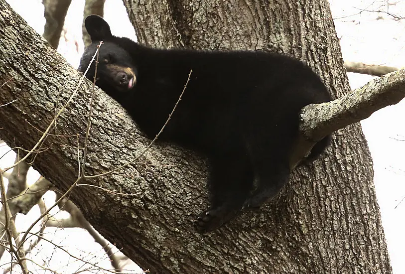 Mother Bear And Three Cubs Spotted Napping In Tree