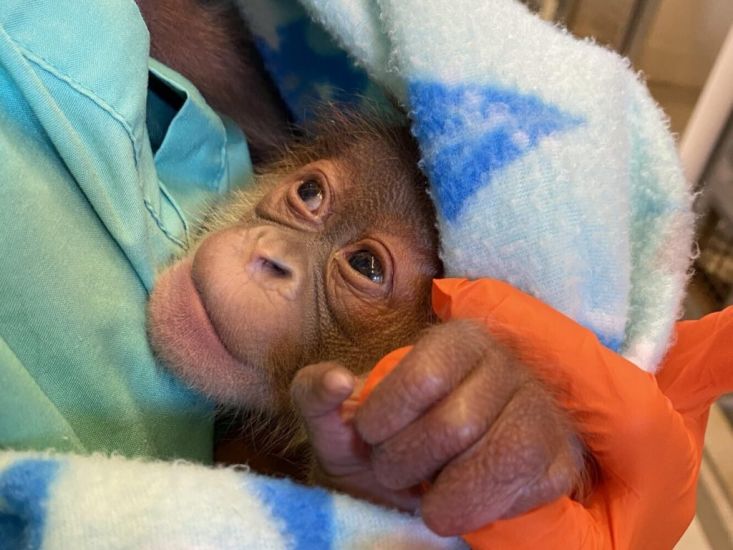 Endangered Orangutan Gives Birth To Healthy Infant