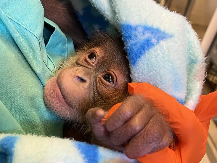 Endangered Orangutan Gives Birth To Healthy Infant