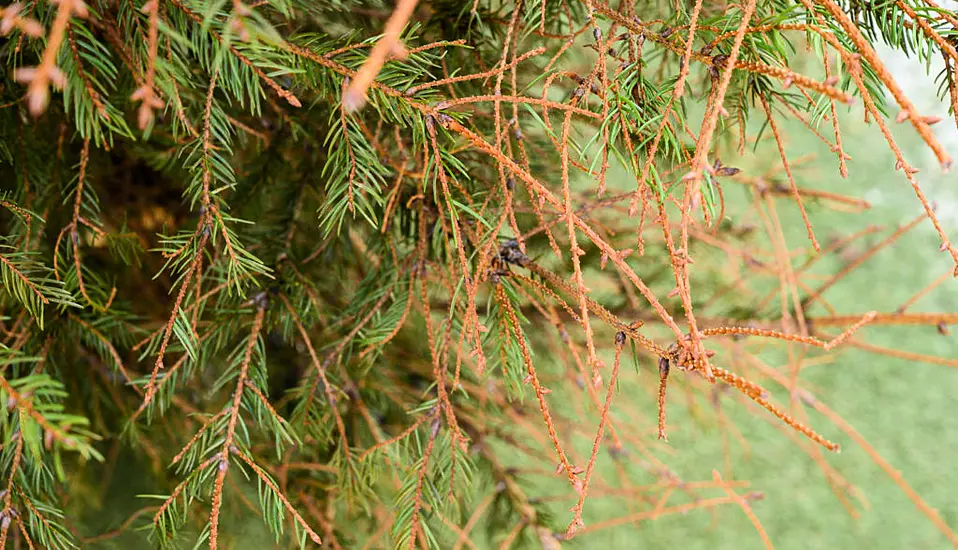 What Should You Do With Your Leftover Christmas Tree?