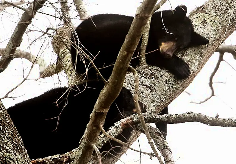 Mother Bear And Three Cubs Spotted Napping In Tree